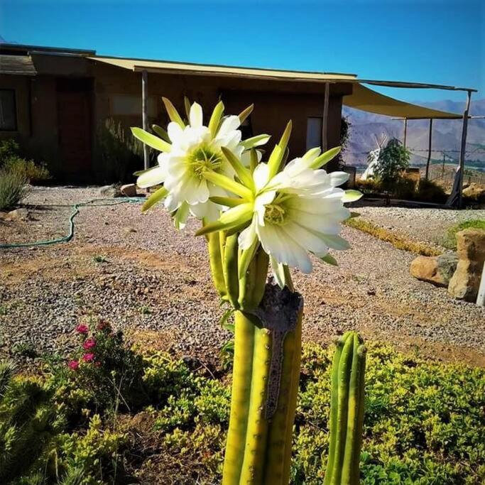 Santuario Cosmico Mamalluca Chalé Vicuña